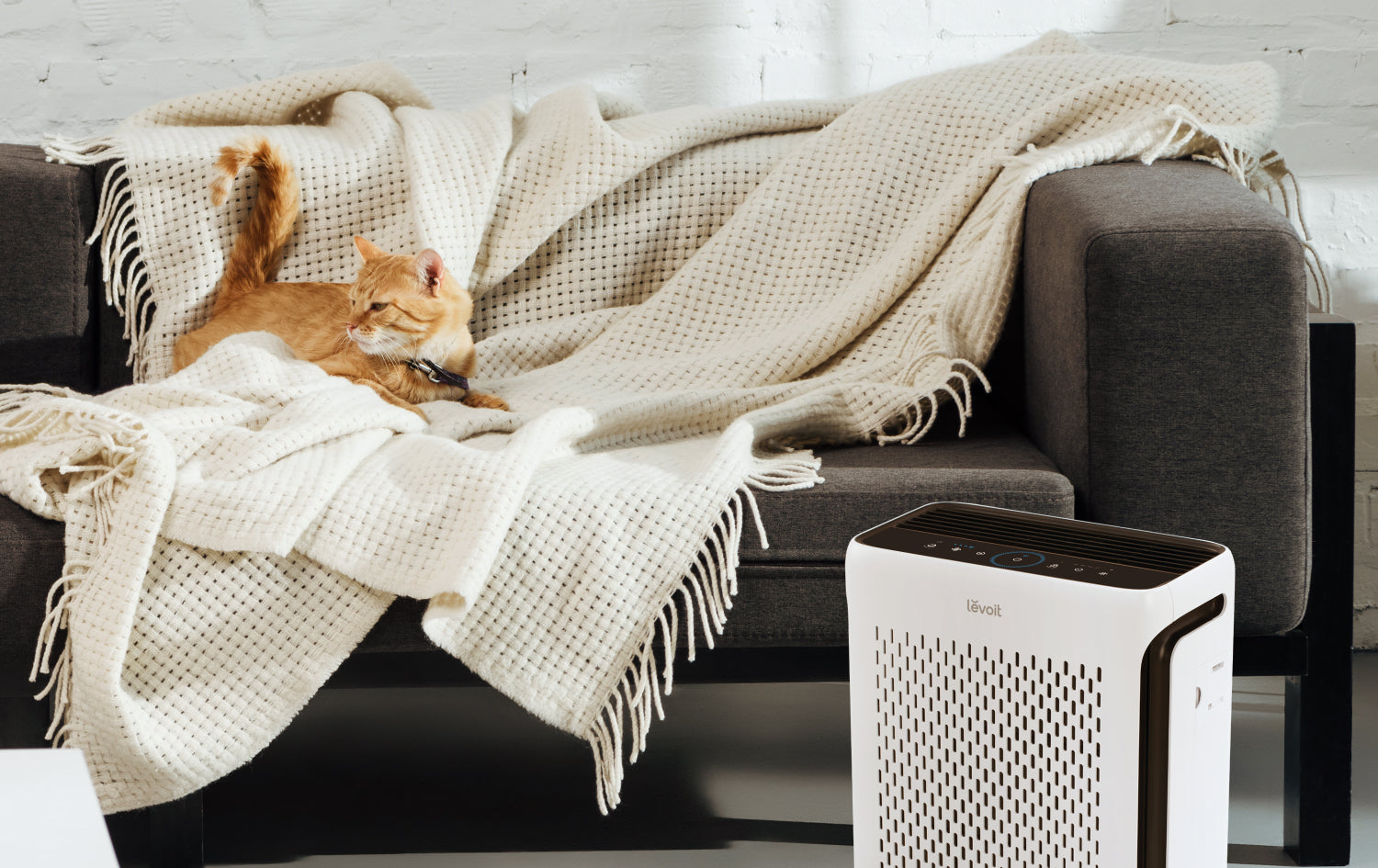 Levoit Bester Luftreiniger Katzenhaare
